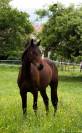 HONGRE SF 2 ANS 