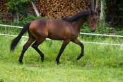 HONGRE SF 2 ANS 