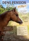 Plusieurs poneys &agrave; prendre en DP 