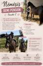 Plusieurs poneys &agrave; prendre en DP 