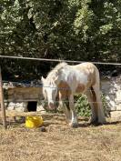 Pouliche Irish Cob PP TGCA cr&egrave;me 1 an