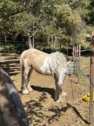 Pouliche Irish Cob PP TGCA cr&egrave;me 1 an
