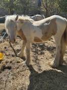 Pouliche Irish Cob PP TGCA cr&egrave;me 1 an