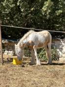Pouliche Irish Cob PP TGCA cr&egrave;me 1 an
