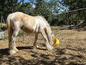 Pouliche Irish Cob PP TGCA cr&egrave;me 1 an