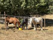 Pouliche Irish Cob PP TGCA cr&egrave;me 1 an