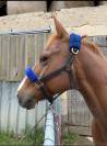 Adorable Hongre Quarter Horse
