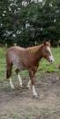 Adorable Hongre Quarter Horse