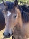 Poulain Welsh part bred m&acirc;le 1 an 