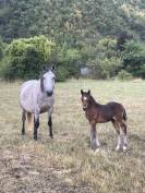 Poulain Welsh part bred m&acirc;le 1 an 