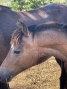 Poulain Welsh part bred m&acirc;le 1 an 