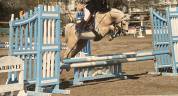 Poulain Welsh part bred m&acirc;le 1 an 