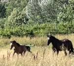Poulain Welsh part bred m&acirc;le 1 an 