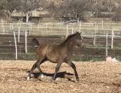 Poulain Welsh part bred m&acirc;le 1 an 