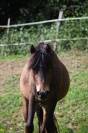 Poney OC 1m28 