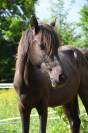 Poney OC 1m28 