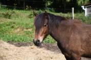 Poney OC 1m28 