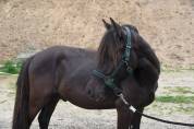 Poney OC 1m28 