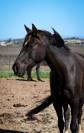 Jument de 4 ans smocky black 