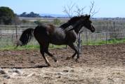 Jument de 4 ans smocky black 