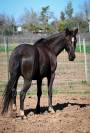 Jument de 4 ans smocky black 