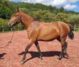 Merrie Lusitano Te koop 2018 Donker bruin / bai ,  SPARTACUS CSM