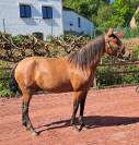 Merrie Lusitano Te koop 2018 Donker bruin / bai ,  SPARTACUS CSM