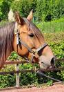 Merrie Lusitano Te koop 2018 Donker bruin / bai ,  SPARTACUS CSM