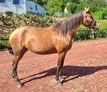 Merrie Lusitano Te koop 2018 Donker bruin / bai ,  SPARTACUS CSM