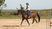 Welsh part-Bred 4 ans