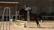 Welsh part-Bred 4 ans