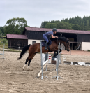 Welsh part-Bred 4 ans