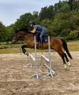 Welsh part-Bred 4 ans
