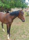Poulain SF 1 an Casall, Tot de S&eacute;milly