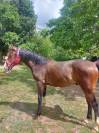 Poulain SF 1 an Casall, Tot de S&eacute;milly