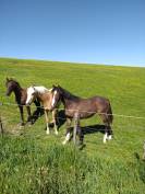 Poulain SF 1 an Casall, Tot de S&eacute;milly