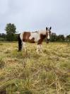 Latino - Cheval de famille / Randonn&eacute;