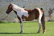 Latino - Cheval de famille / Randonn&eacute;