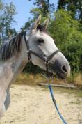 Belle jument de 4 ans id&eacute;ale CSO CCE
