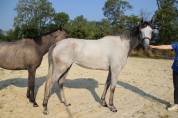 Belle jument de 4 ans id&eacute;ale CSO CCE