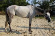 Belle jument de 4 ans id&eacute;ale CSO CCE