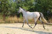 Belle jument de 4 ans id&eacute;ale CSO CCE