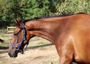 Tr&egrave;s chic pouliche 2 ans et demi toutes disciplines spo