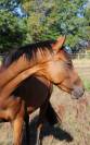 Tr&egrave;s chic pouliche 2 ans et demi toutes disciplines spo
