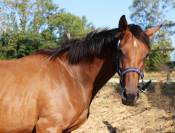 Tr&egrave;s chic pouliche 2 ans et demi toutes disciplines spo