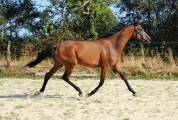 Tr&egrave;s chic pouliche 2 ans et demi toutes disciplines spo