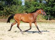 Tr&egrave;s chic pouliche 2 ans et demi toutes disciplines spo