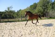 Tr&egrave;s chic pouliche 2 ans et demi toutes disciplines spo