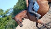 Jument de concours complet de 4 ans