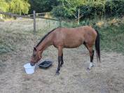 Jument de concours complet de 4 ans